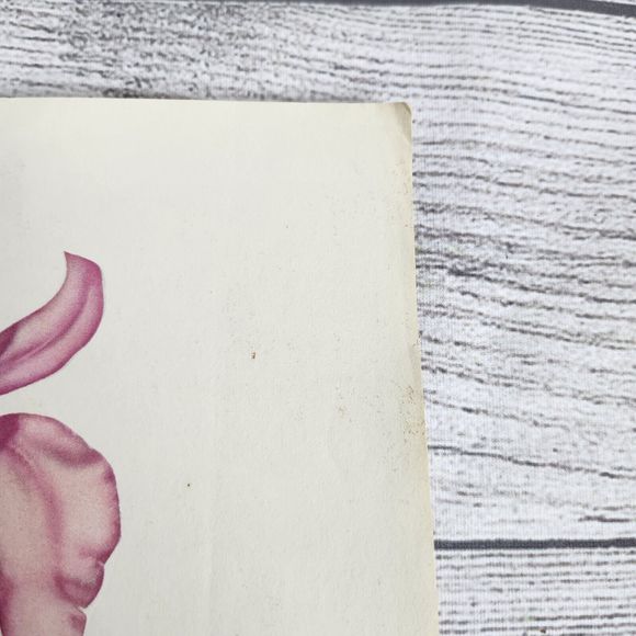 Vtg 1940s George Petty Ziegfeld Follies Pinup Girl Art Print 8.5x11 Flower - Picture 7 of 9